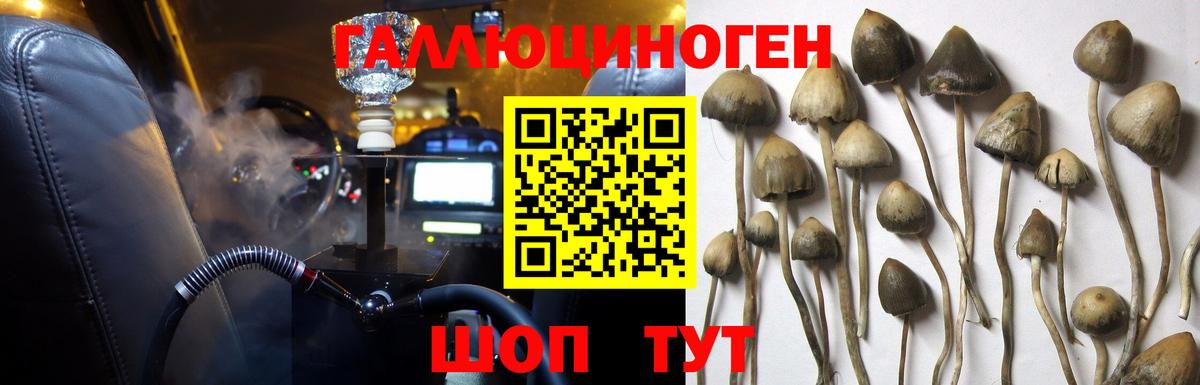Галлюциногенные грибы Psilocybine cubensis Тихвин